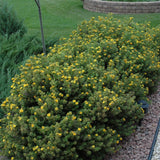 POTENTILLA MANGO TANGO