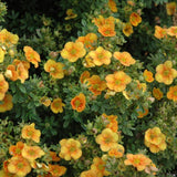 POTENTILLA MANGO TANGO