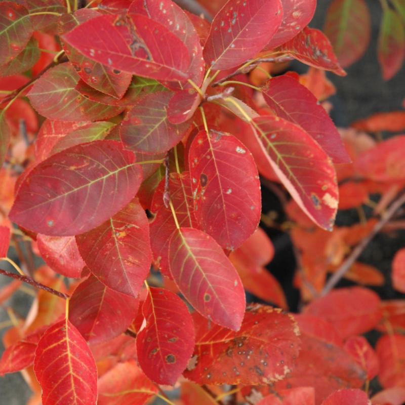 SERVICEBERRY AUTUMN BRILLIANCE