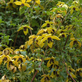 CLEMATIS GOLDEN TIARA