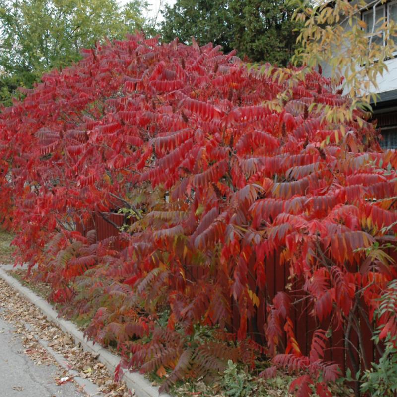 SUMAC STAGHORN