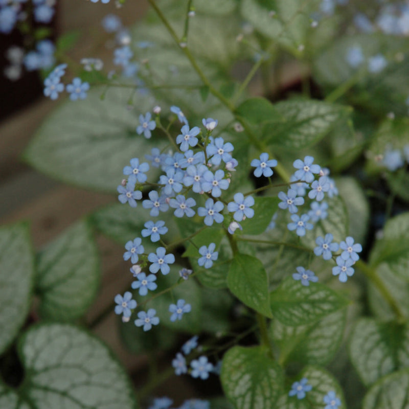 BRUNNERA JACK FROST