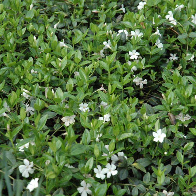 VINCA MINOR ALBA