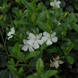 VINCA MINOR ALBA