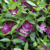 VINCA MINOR ATROPURPUREA