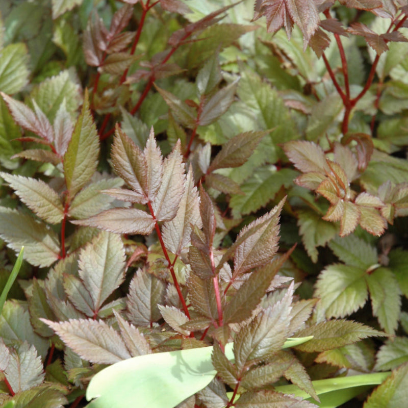 ASTILBE RED SENTINEL