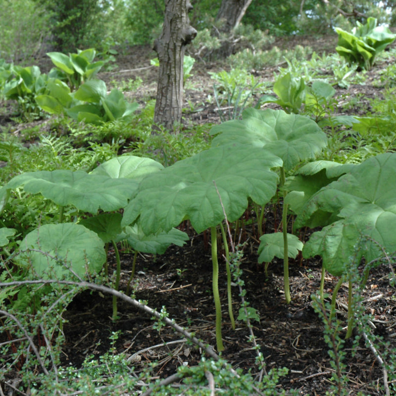 SHIELDLEAF RODGERSIA