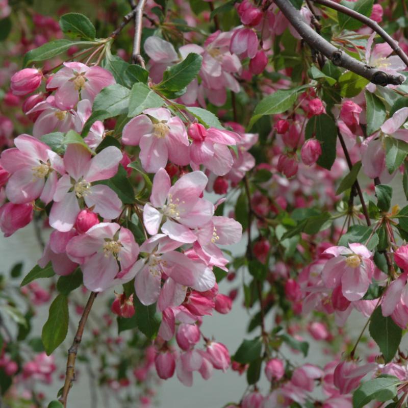 CRABAPPLE LOUISA