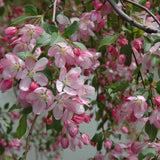 CRABAPPLE LOUISA