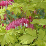 DICENTRA GOLD HEART