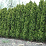 CEDAR WINTERGREEN