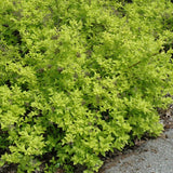 SPIREA WHITE GOLD