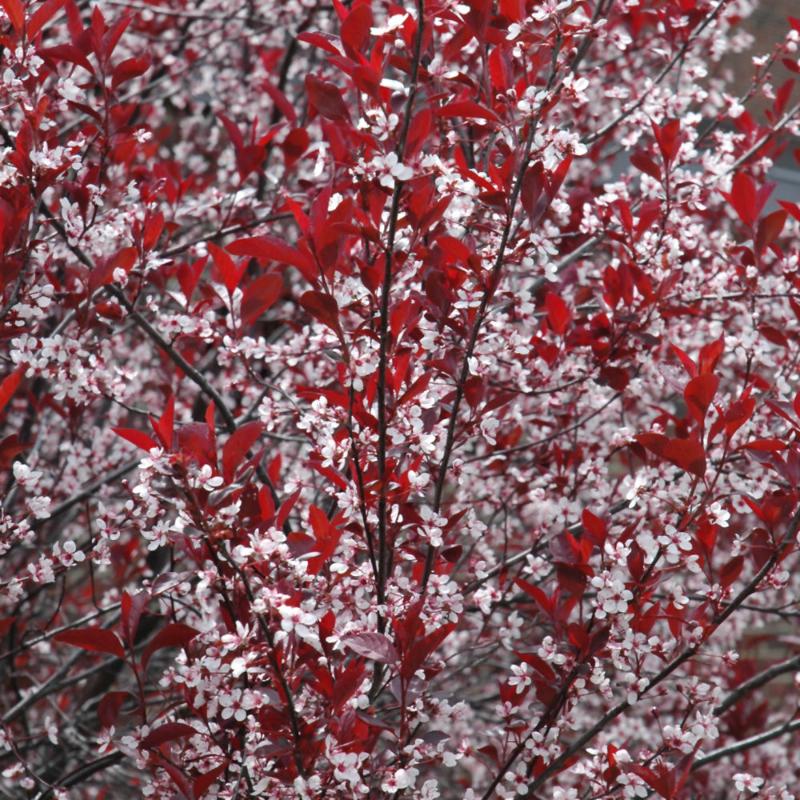 PURPLELEAF SANDCHERRY