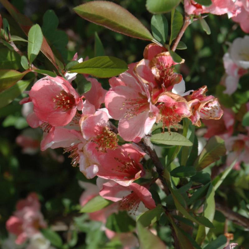 QUINCE TOYO NISHIKI