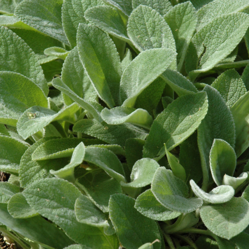 STACHYS SILVER CARPET