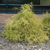 FALSE CYPRESS SUNGOLD