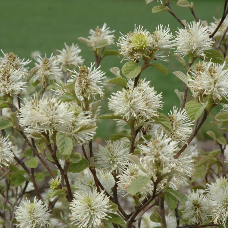 FOTHERGILLA DWARF