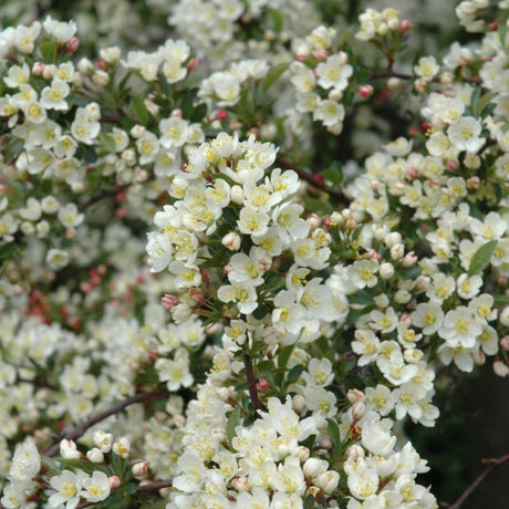 CRABAPPLE SARGENT TINA