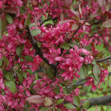 CRABAPPLE PROFUSION