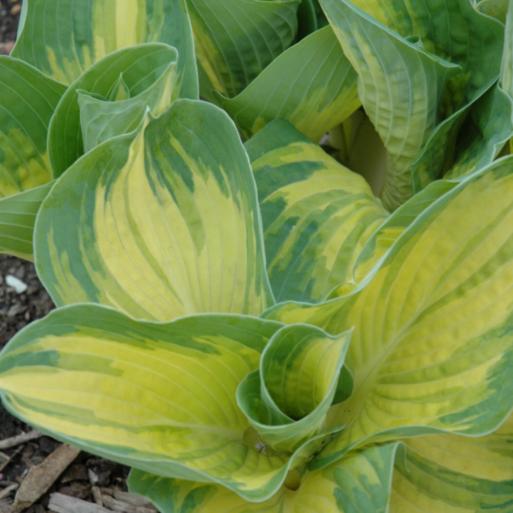 HOSTA GREAT EXPECTATIONS