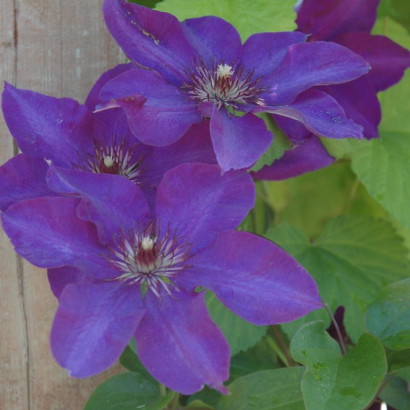 CLEMATIS THE PRESIDENT & MISS BATEMAN