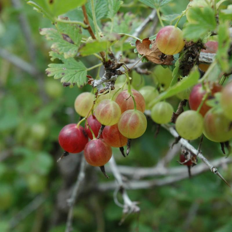 GOOSEBERRY PIXWELL