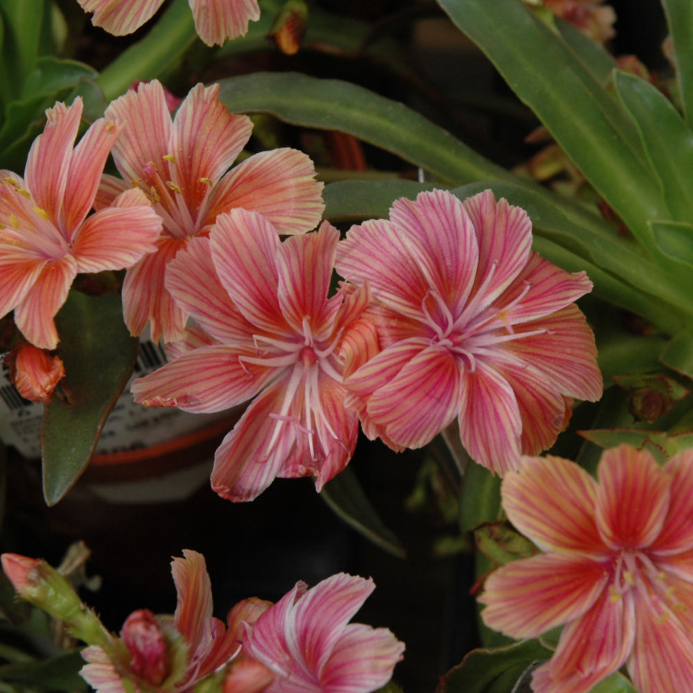 LEWISIA LITTLE PLUM