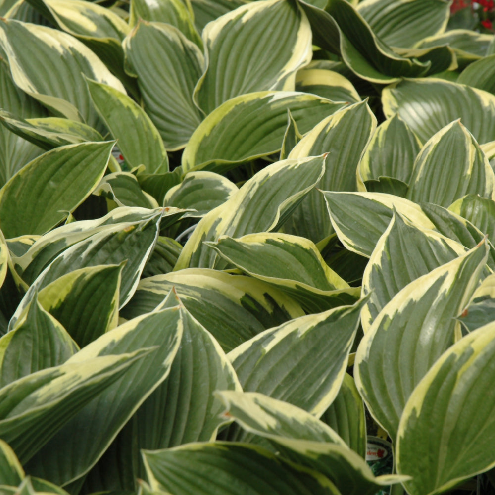 HOSTA FORTUNEI AUREOMARGINATA