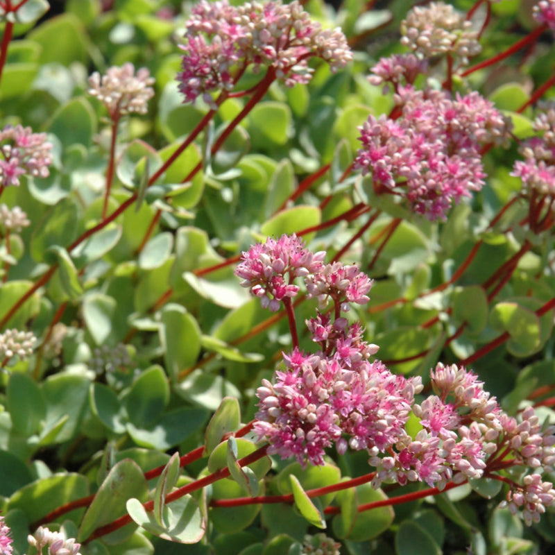 SEDUM SIEBOLDII