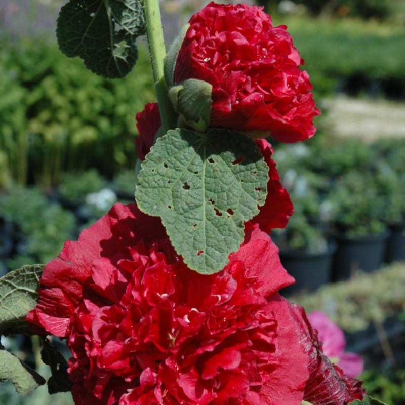 ALCEA CHATER'S DOUBLE RED