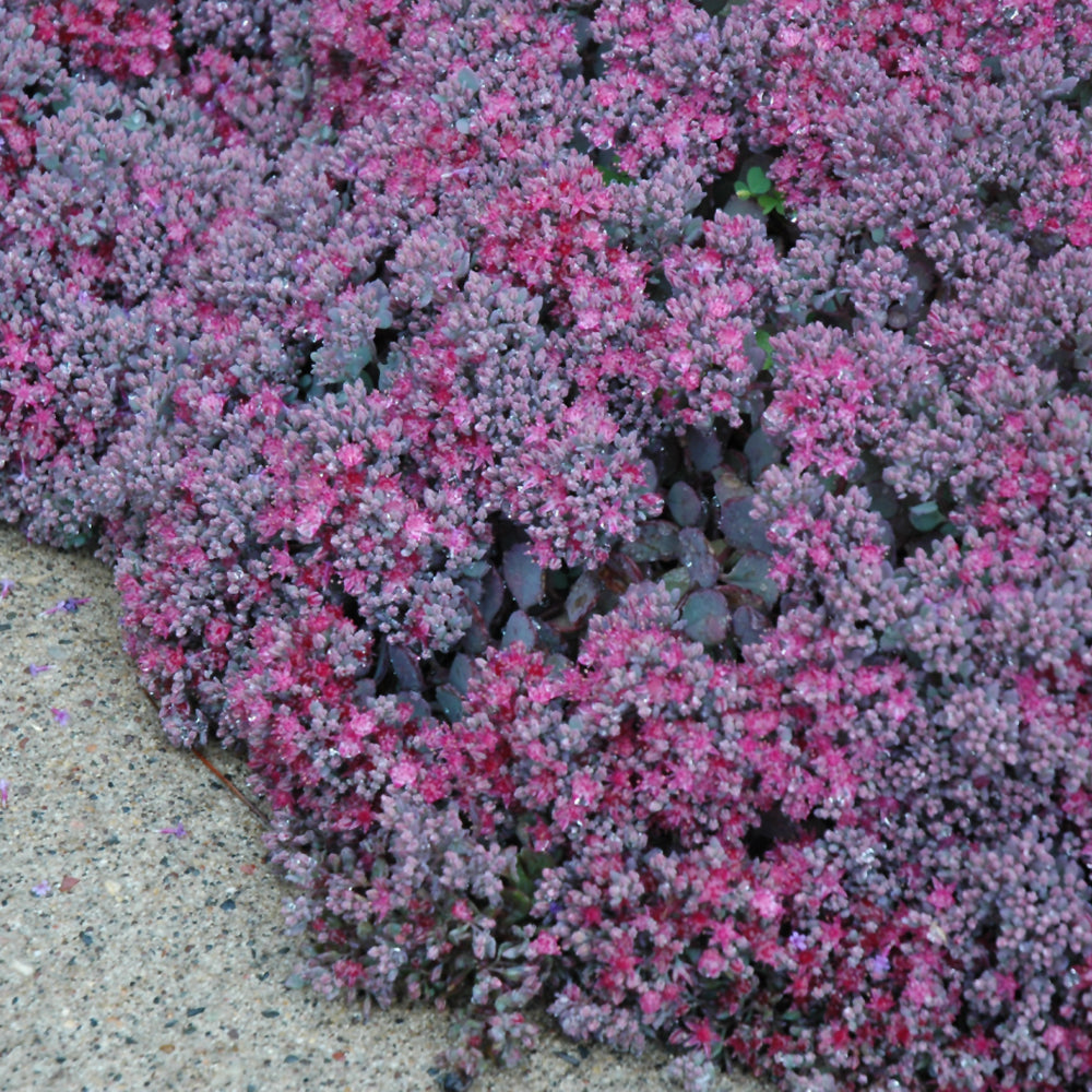 SEDUM CAUTICOLA LIDAKENSE