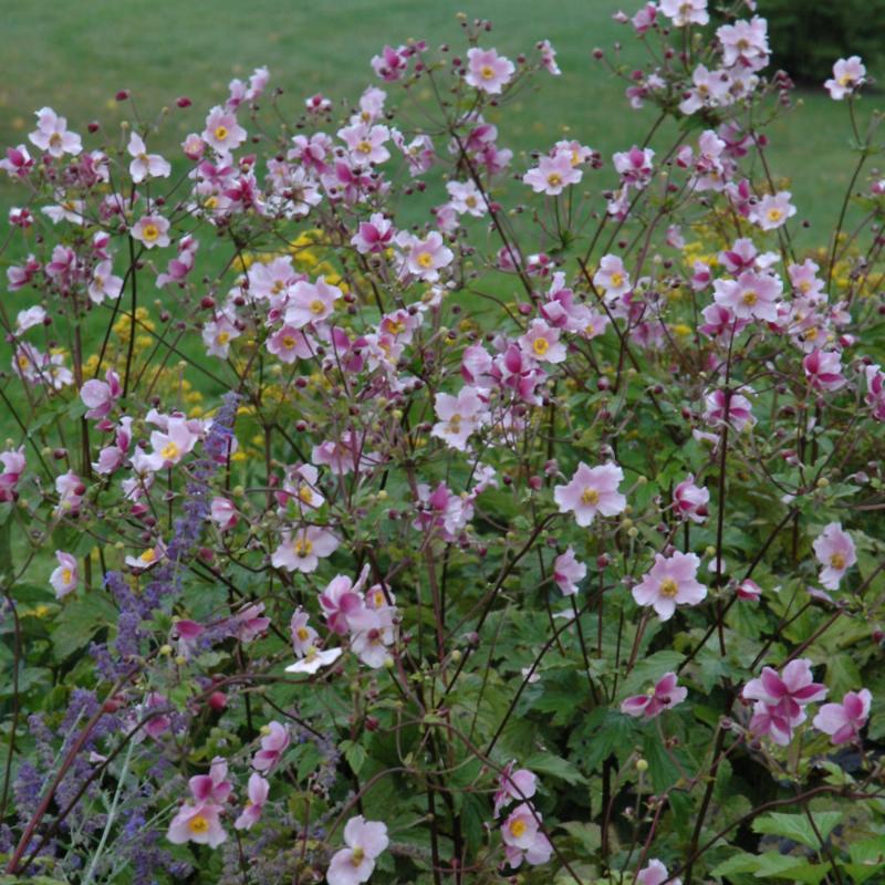 ANEMONE ROBUSTISSIMA