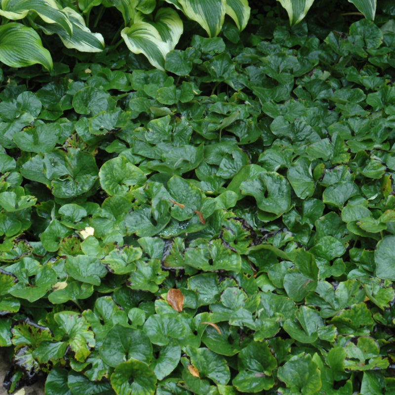 ASARUM CANADENSE