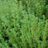 Organic Seed- Thyme