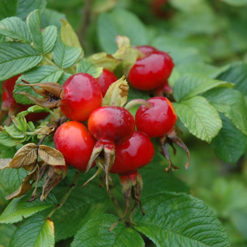 RUGOSA ROSE