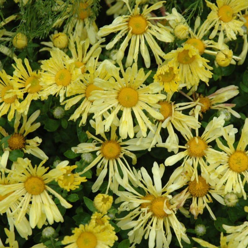 CHRYSANTHEMUM MAMMOTH YELLOW QUILL