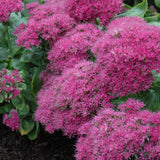 SEDUM NEON