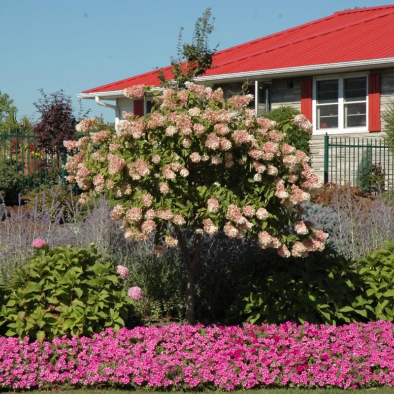 HYDRANGEA PEE GEE STANDARD