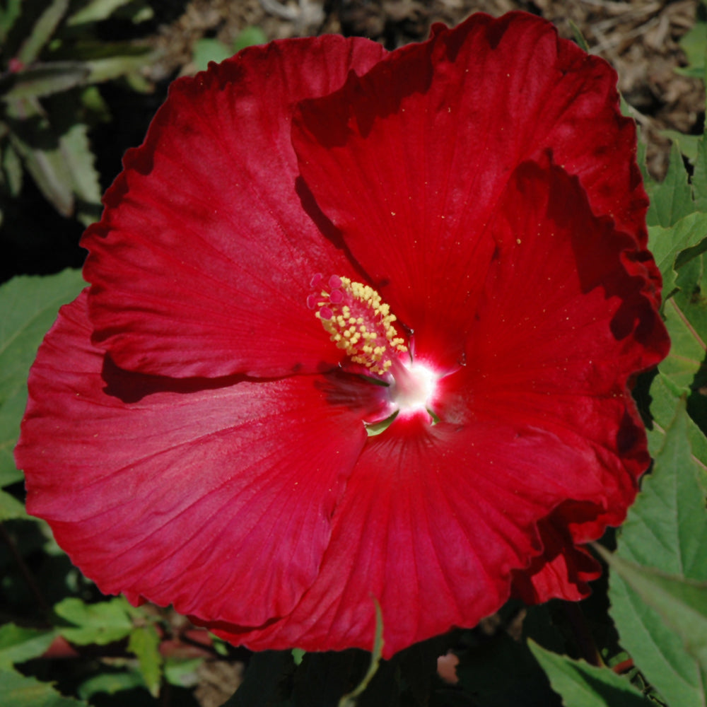 HIBISCUS CINNAMON GRAPPA