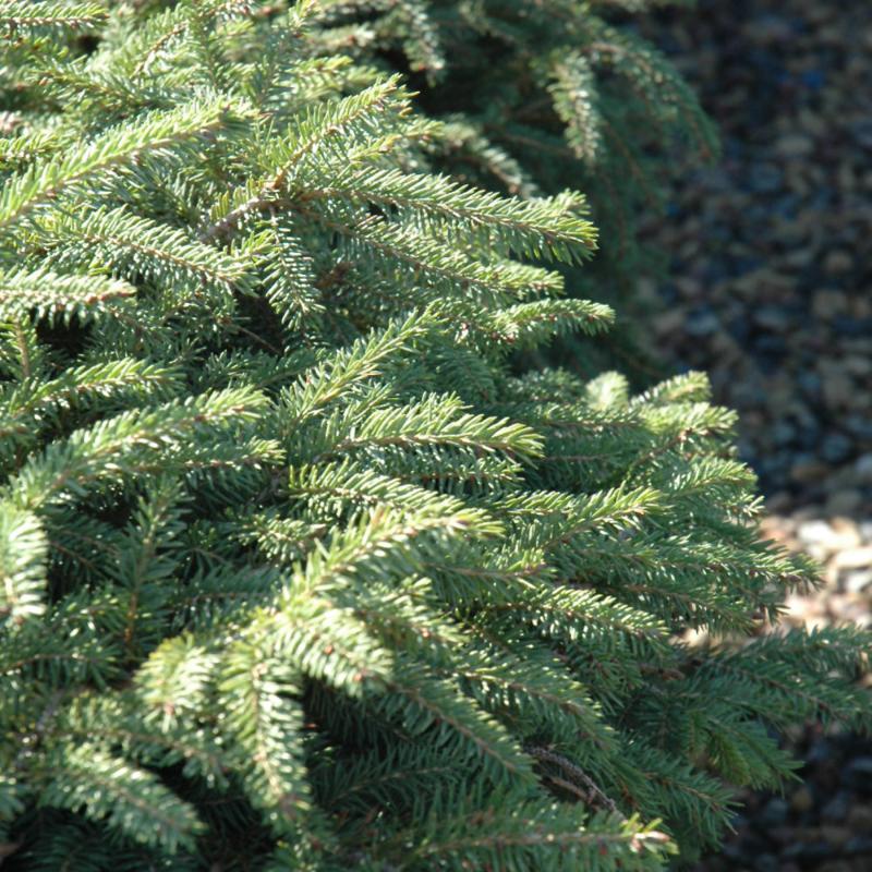 SPRUCE NORWAY DWARF ELEGANS