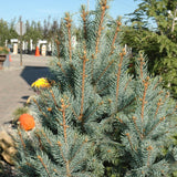 SPRUCE 'FASTIGIATA' COLUMNAR