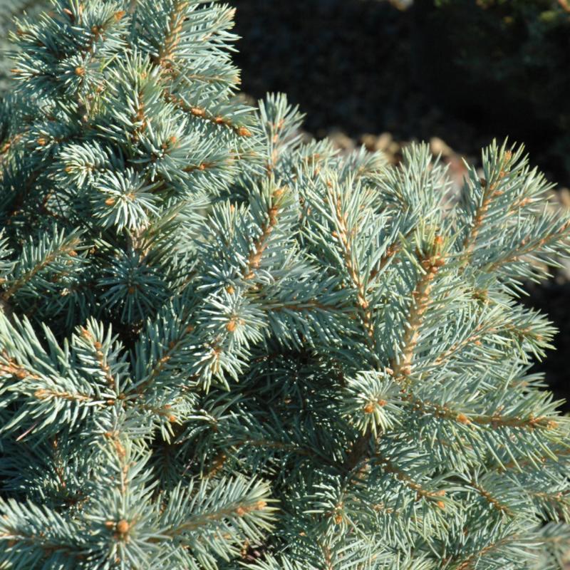 SPRUCE SESTER DWARF