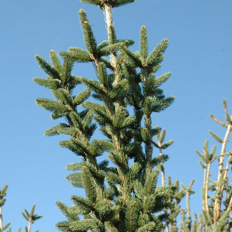 SPRUCE NORWAY COLUMNAR