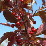 CRABAPPLE ROYAL RAINDROP