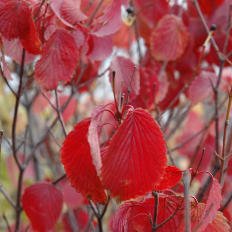 VIBURNUM DENTATUM