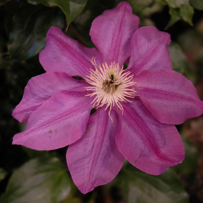 CLEMATIS VINO