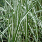 CALAMAGROSTIS AVALANCHE