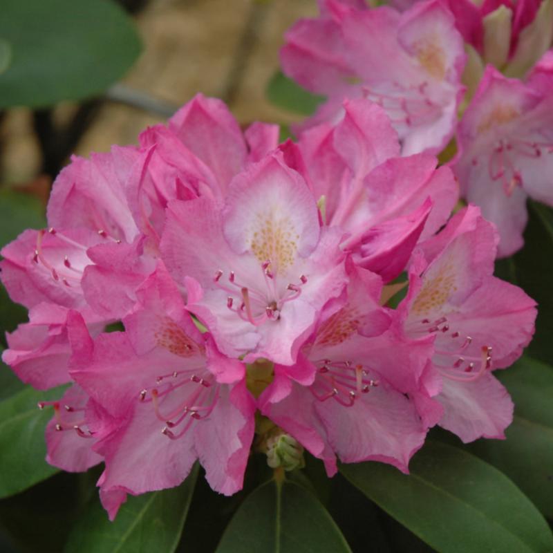 RHODODENDRON ENGLISH ROSEUM