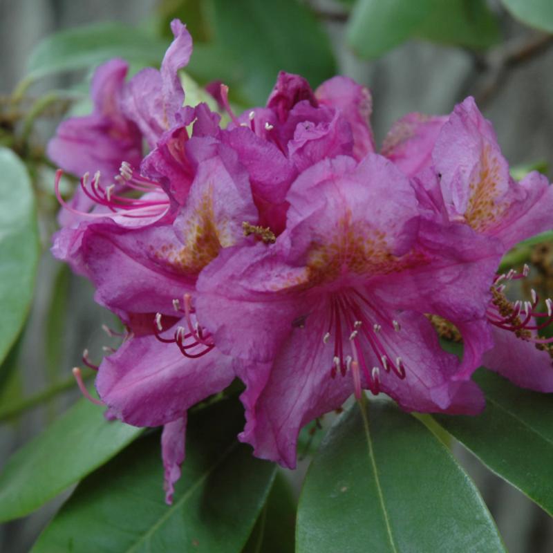 RHODODENDRON LEE'S DARK PURPLE