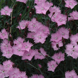 DIANTHUS BATHS PINK